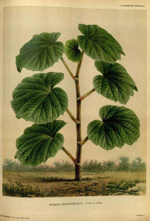 B. gunnerifolia